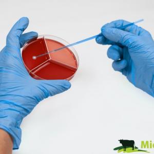 Kultivační set MicroMast